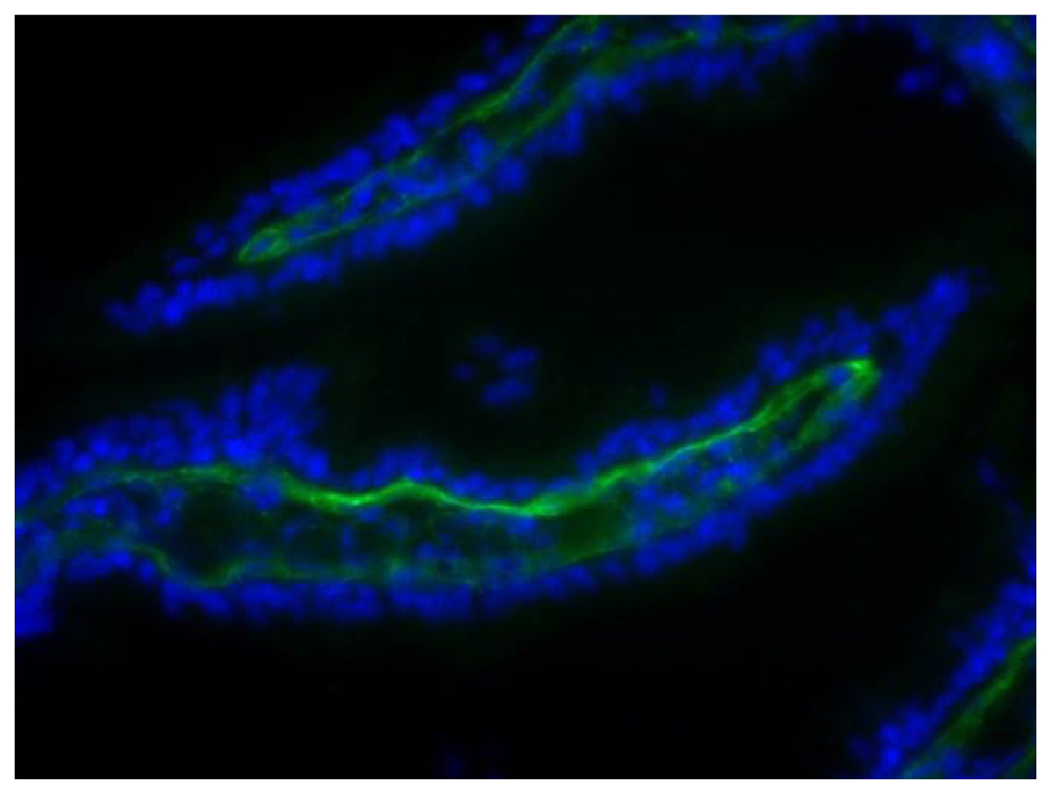 Type I Collagen Antibody (FITC)