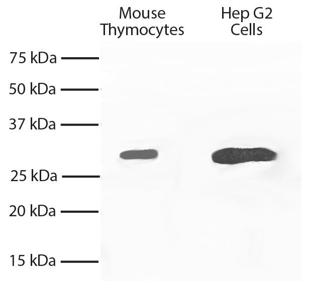 Bcl-xL Antibody [2H12]