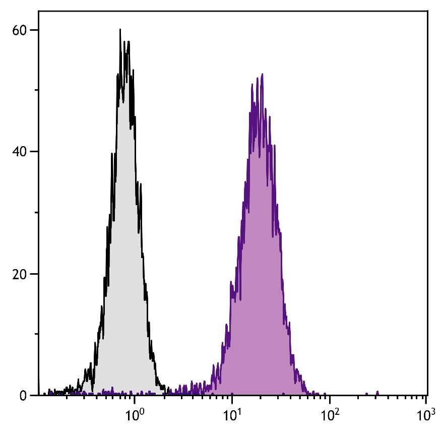 LAMP2 Antibody