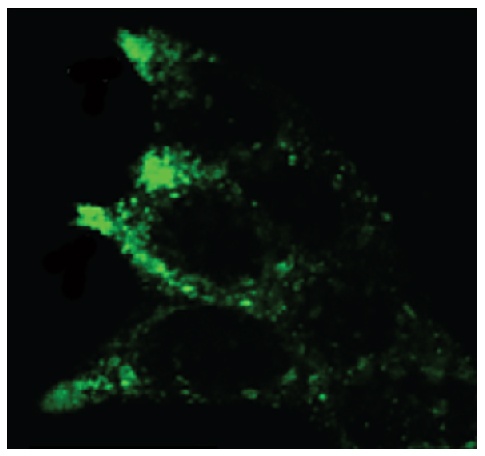 LAMP2 Antibody