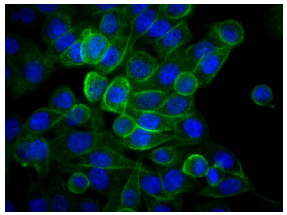 CD44 Antibody