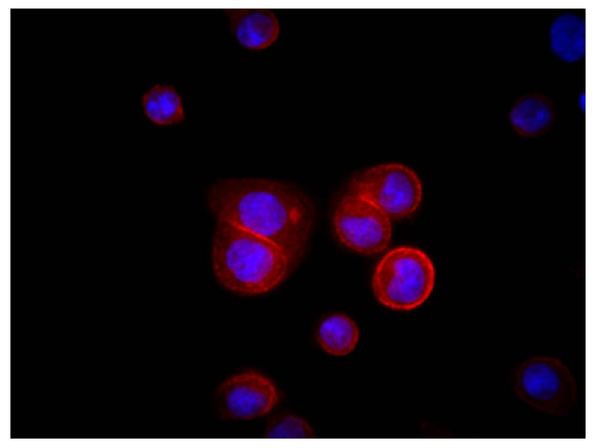 CD44 Antibody