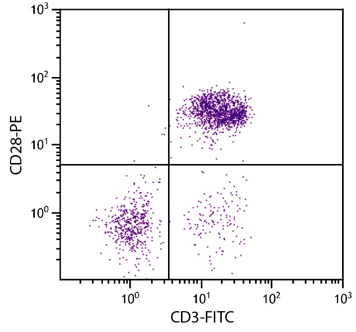 CD28 Antibody (PE)