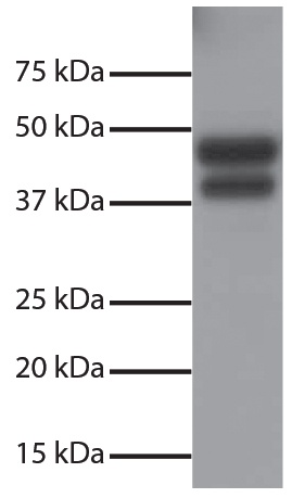 DR5 Antibody