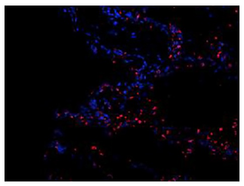 Ly-6G/Ly-6C Antibody [RB6-8C5] (PE)
