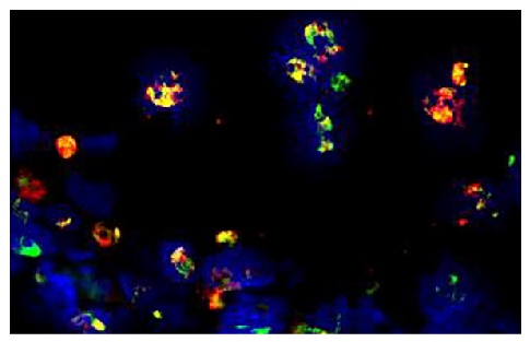 Ly-6G/Ly-6C Antibody [RB6-8C5] (PE)
