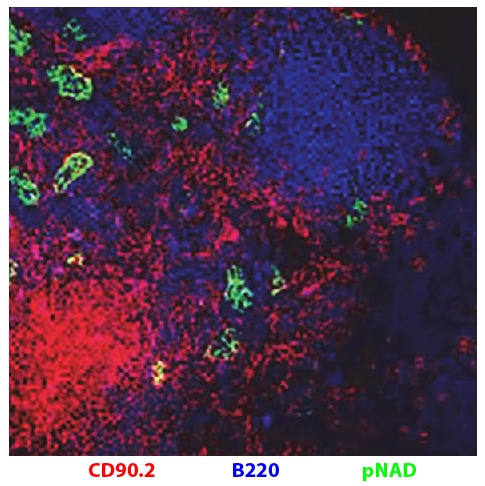 Thy1 Antibody (PE)
