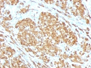 MLANA Antibody