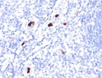 Myeloid Cell Antibody [SPM298]