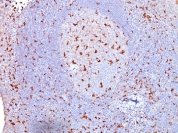 CD68 Antibody
