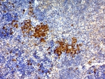 CD63 Antibody