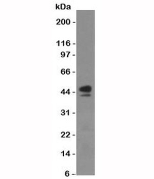 CD63 Antibody