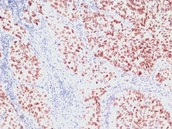 NKX2-1 Antibody
