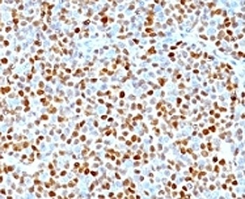 CCND1 Antibody