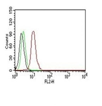 CCND1 Antibody