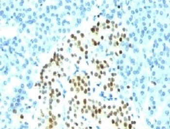 NKX2-2 Antibody