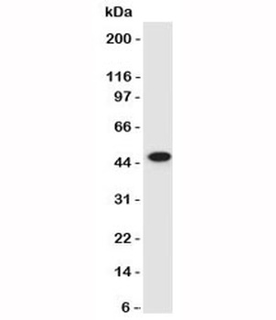 KRT17 Antibody