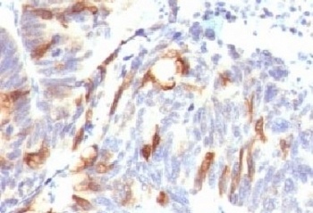 MUC2 Antibody