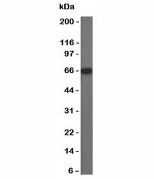 ESR1 Antibody