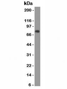 CEA Antibody [SPM584]