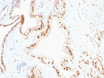CDKN1B Antibody
