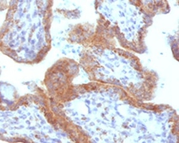 MAML2 Antibody [MMLP2-1]