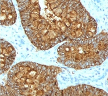 MAML3 Antibody