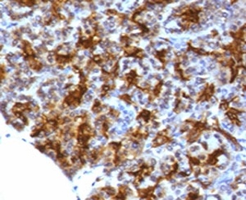 MAML3 Antibody