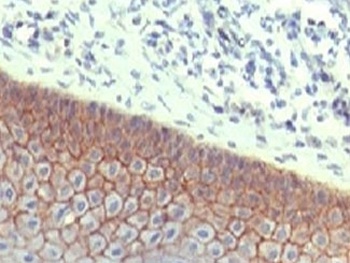 E-Cadherin Antibody [ECD1-2]