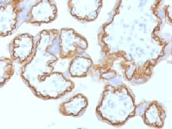 E-Cadherin Antibody [ECD1-2]