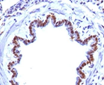 FOXA1 Antibody [FHBA1-1]