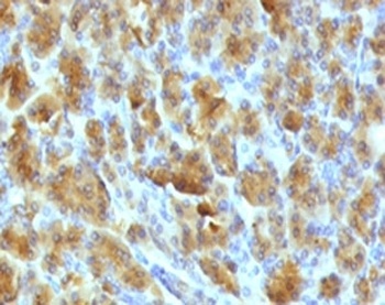 CELA3B Antibody