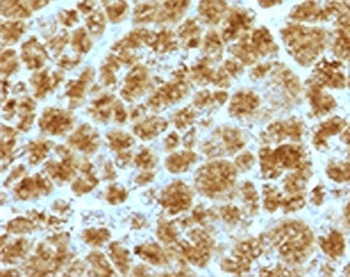 CELA3B Antibody