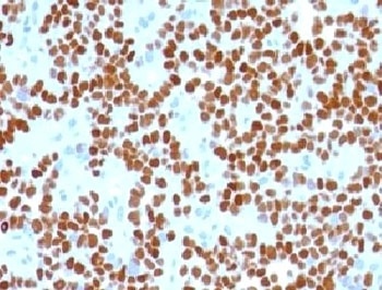 NKX2-2 Antibody