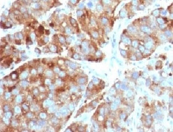 CD63 Antibody