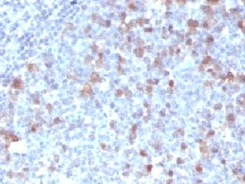 CDC20 Antibody