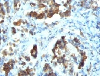 CDC20 Antibody