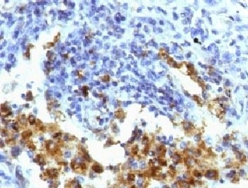 NAPSA Antibody