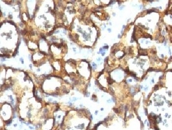 CD34 Antibody