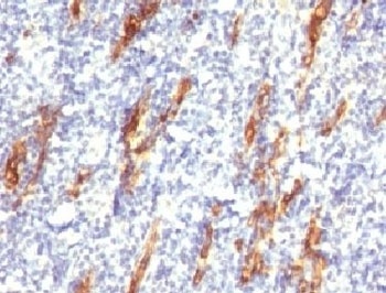 CD34 Antibody