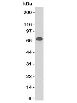 CD86 Antibody