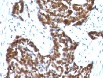 CCNB1 Antibody