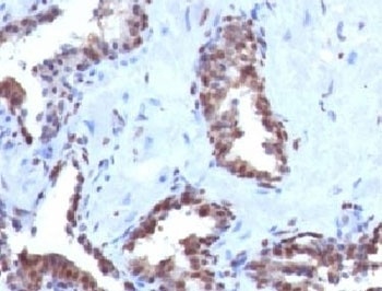CCNB1 Antibody