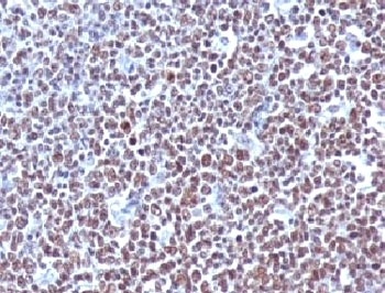CCNB1 Antibody