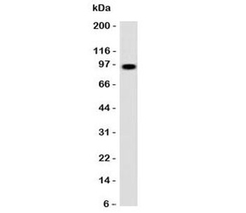SPN Antibody