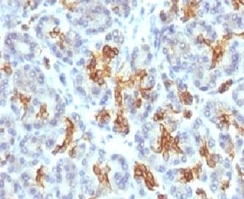 KRT19 Antibody