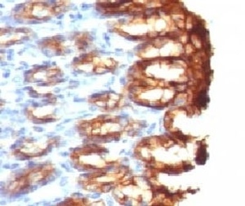 KRT19 Antibody