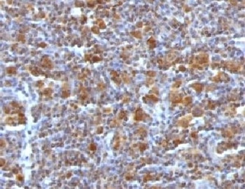 BAX Antibody