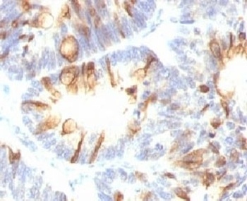MUC2 Antibody