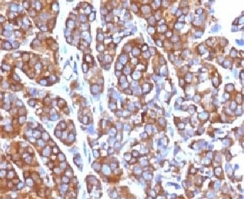 MSN Antibody